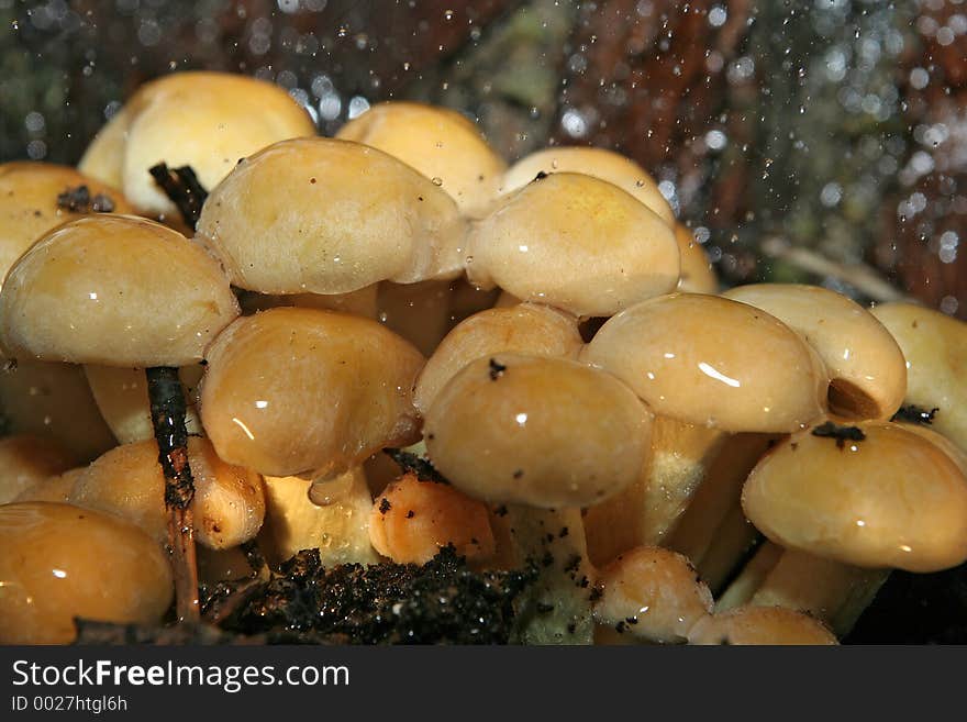 Hypholoma fasciculare on rain. Hypholoma fasciculare on rain