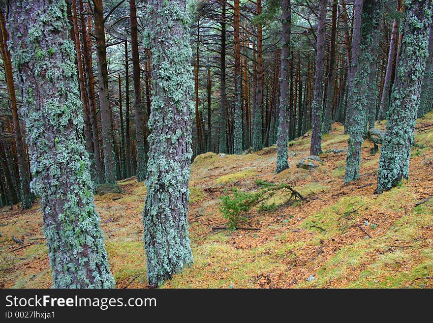 Deep forest with blue moss and lichens