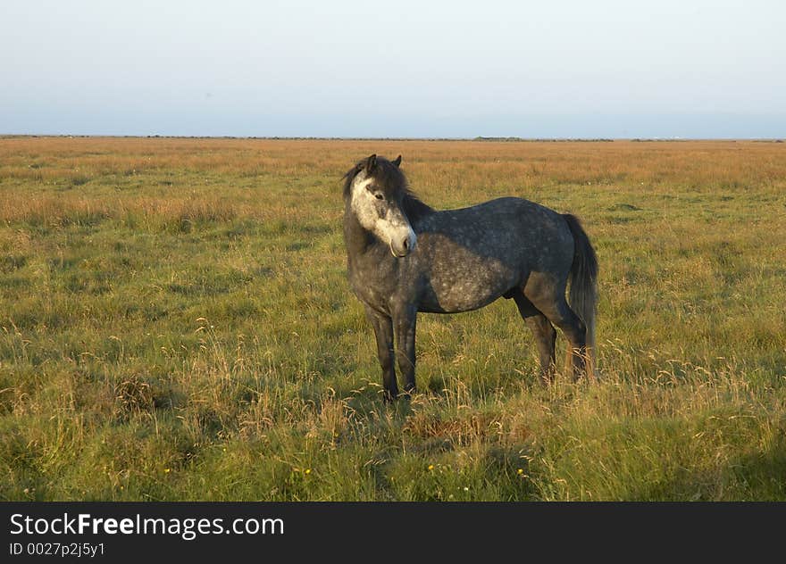 Icelandic horse, South Iceland