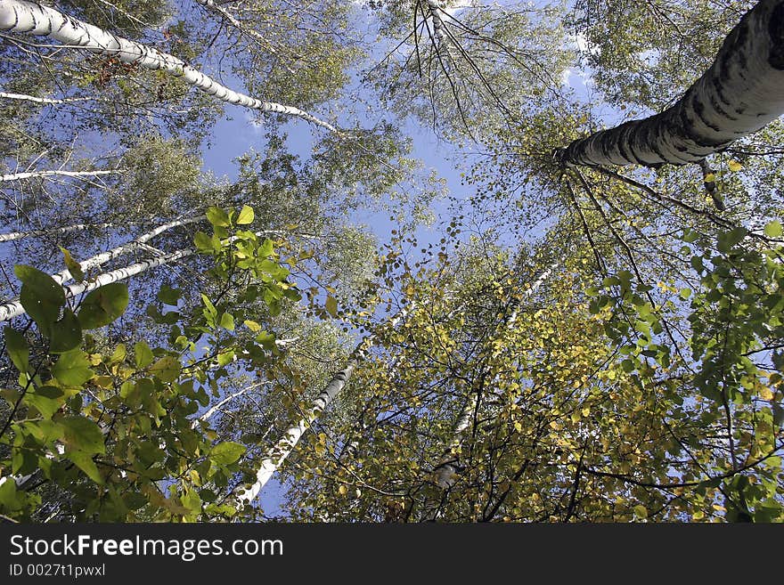 In the forest. In the forest.