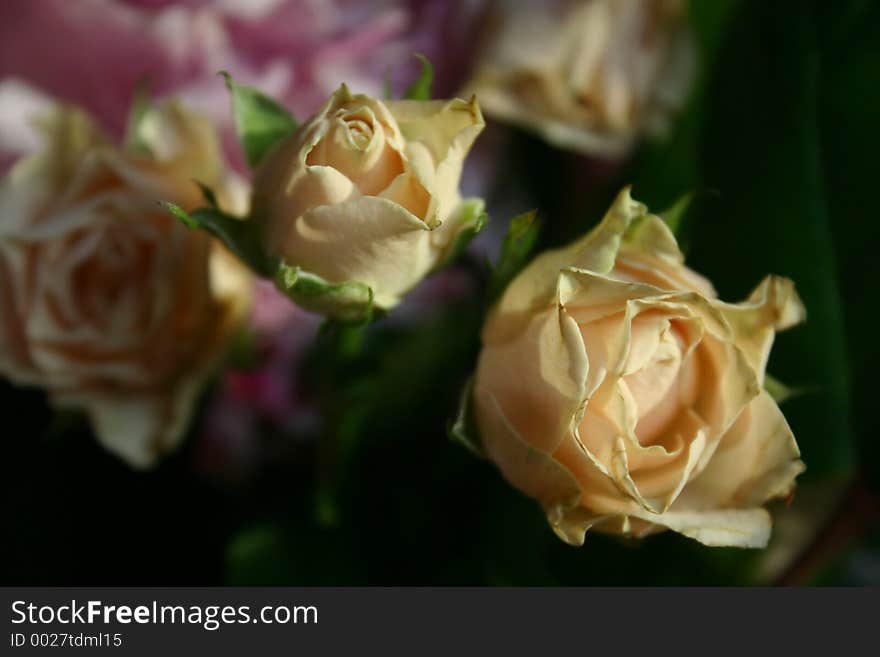 Close up of rosebuds. Close up of rosebuds