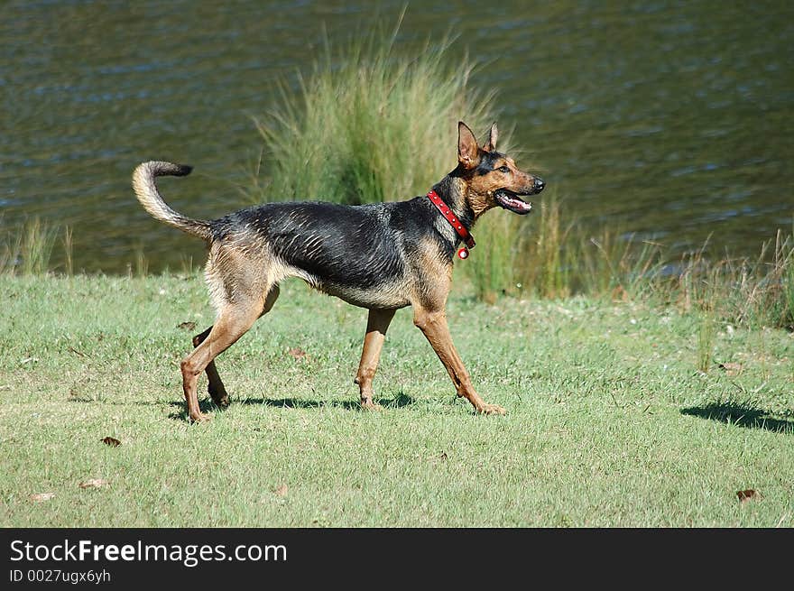 German Shepherd