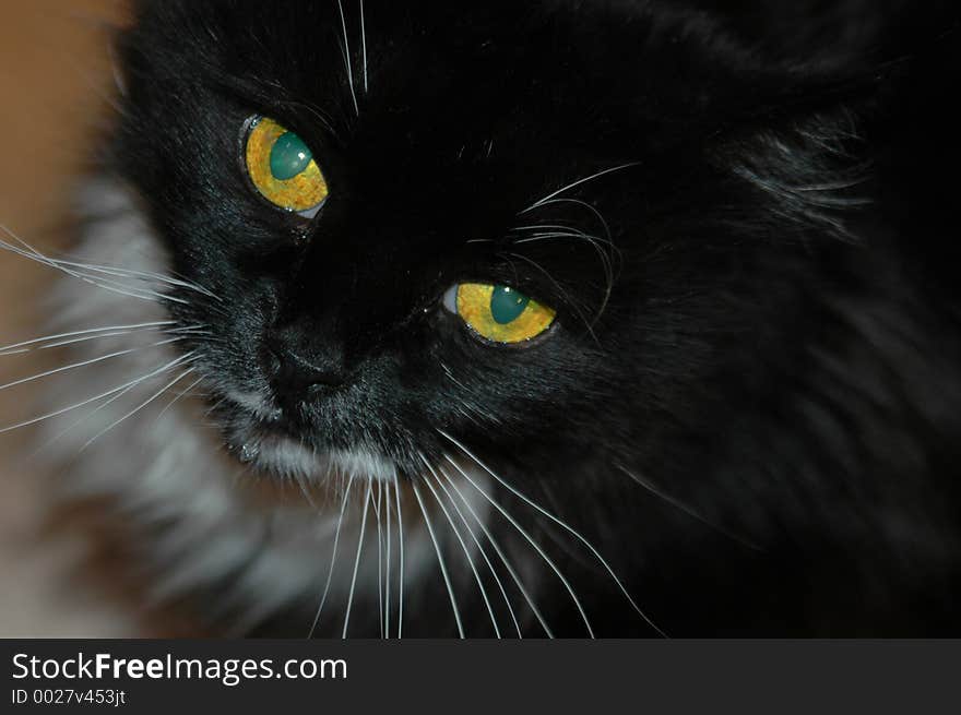 Kitty's waits patiently, drooling, before her next meal. Kitty's waits patiently, drooling, before her next meal.