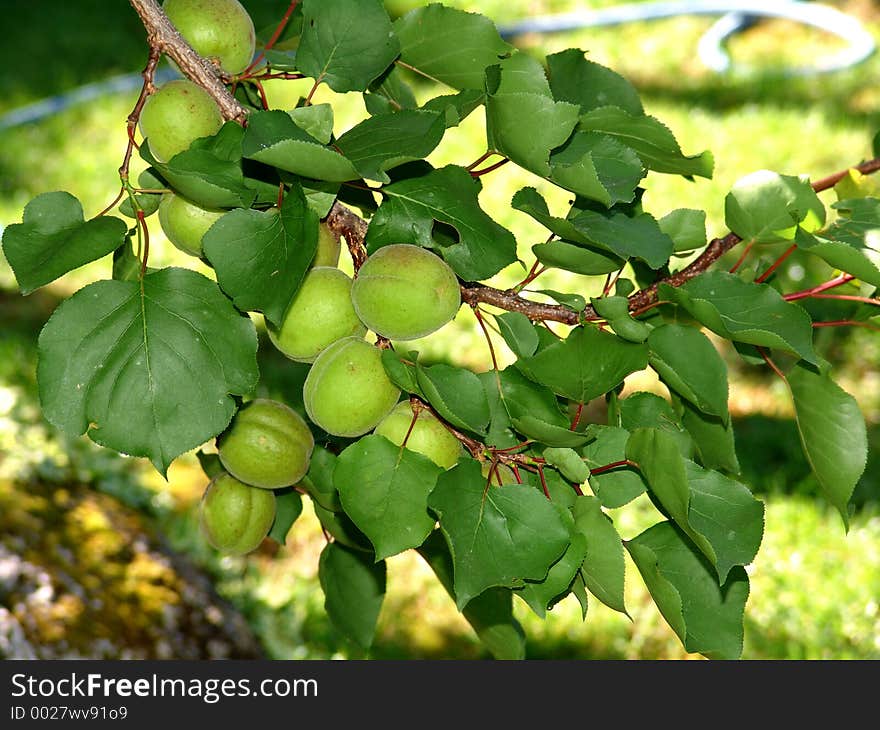 Damsons plums