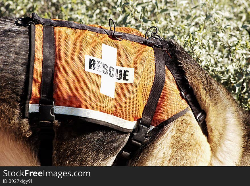 Search and rescue canine unit at work in the desert. Search and rescue canine unit at work in the desert.