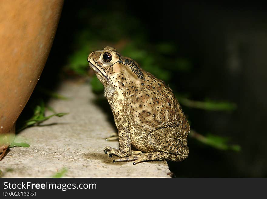 Depressed looking frog against a wall, sitting on a ledge. Depressed looking frog against a wall, sitting on a ledge.