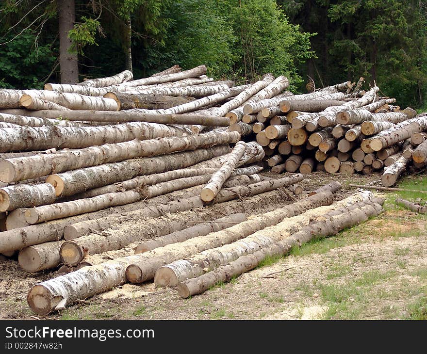 Birch logs