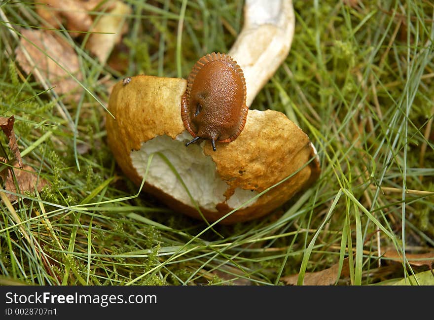 Boletus edulis mushroom