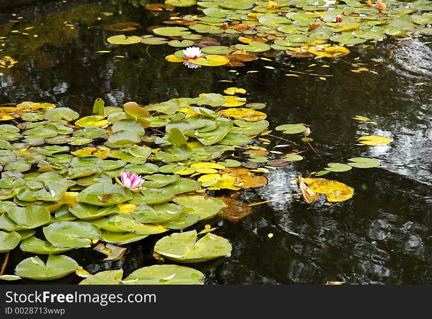 Water lily with flower in a pond