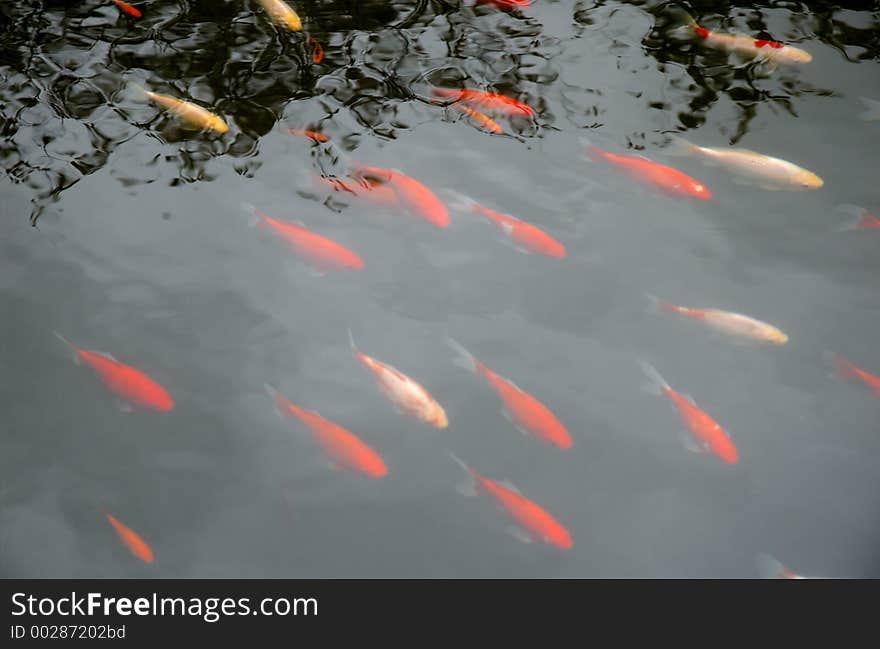 Red fishes