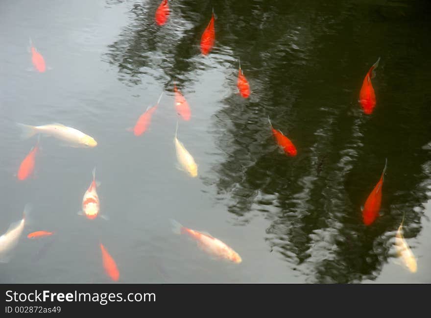 Red fishes