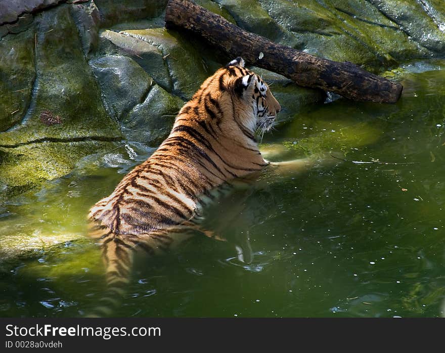 Tiger, Apple Valley Zoo, Minnesota. Tiger, Apple Valley Zoo, Minnesota