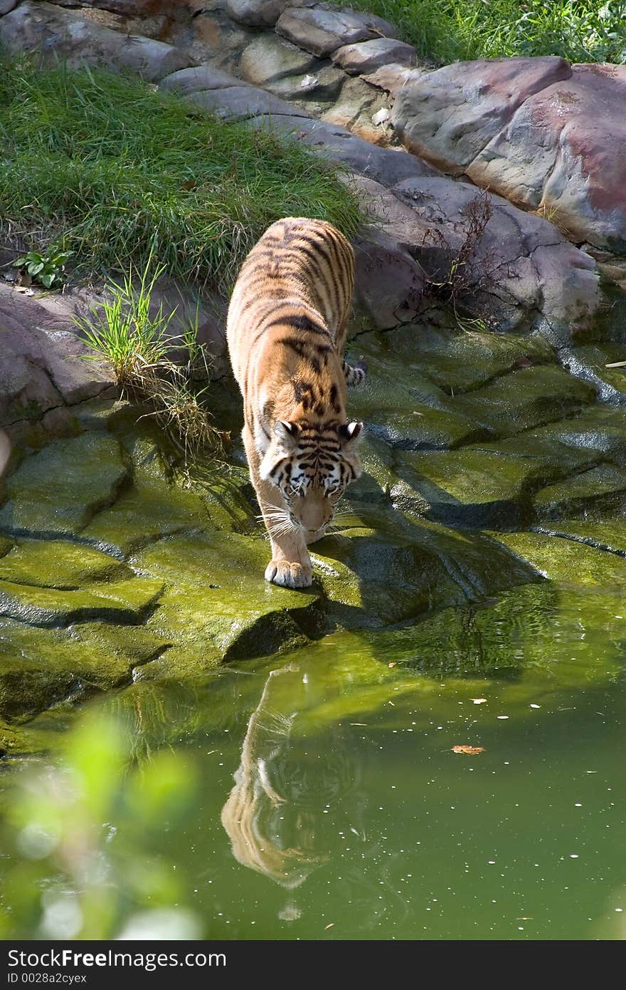 Tiger Headed For A Pond