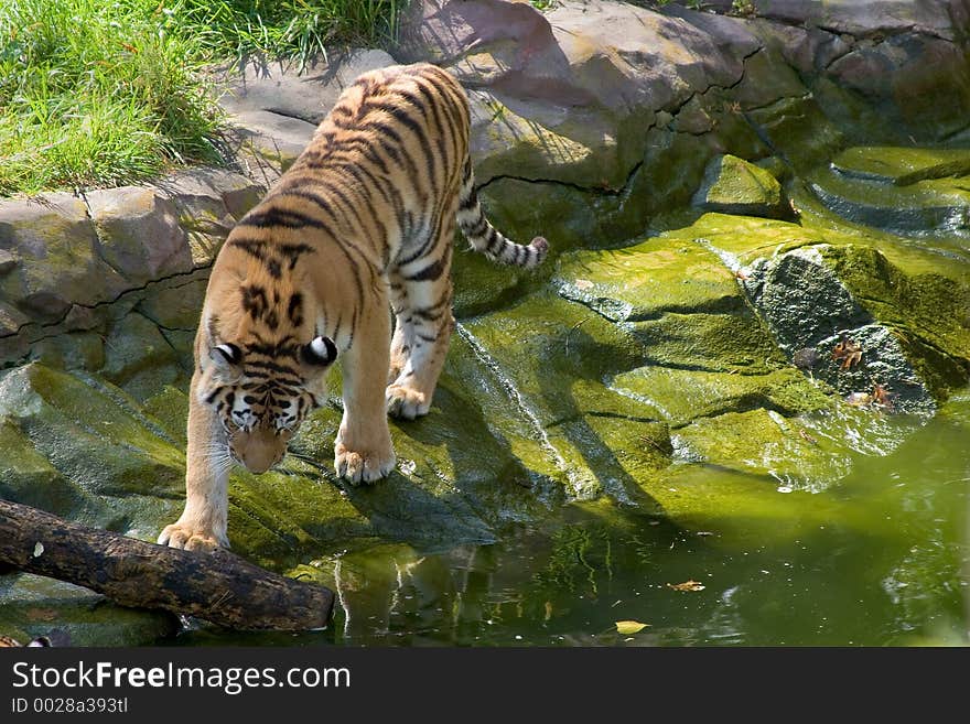 Tiger Approaching The Water