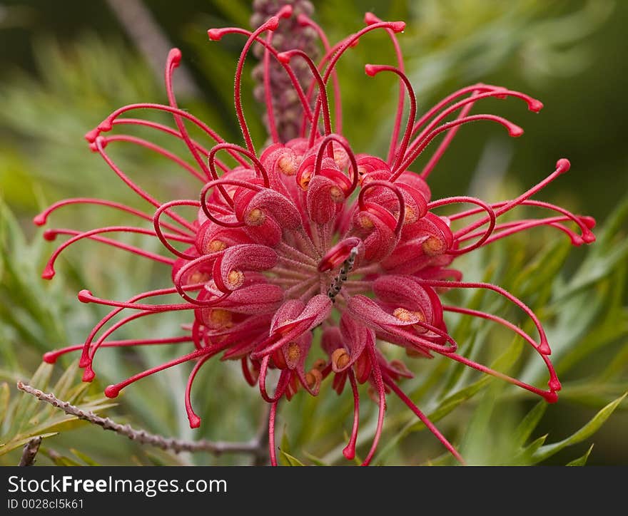 Grevillia