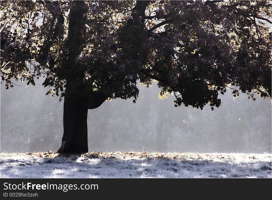 Backlit tree on a frosty Autumn morning. Backlit tree on a frosty Autumn morning.