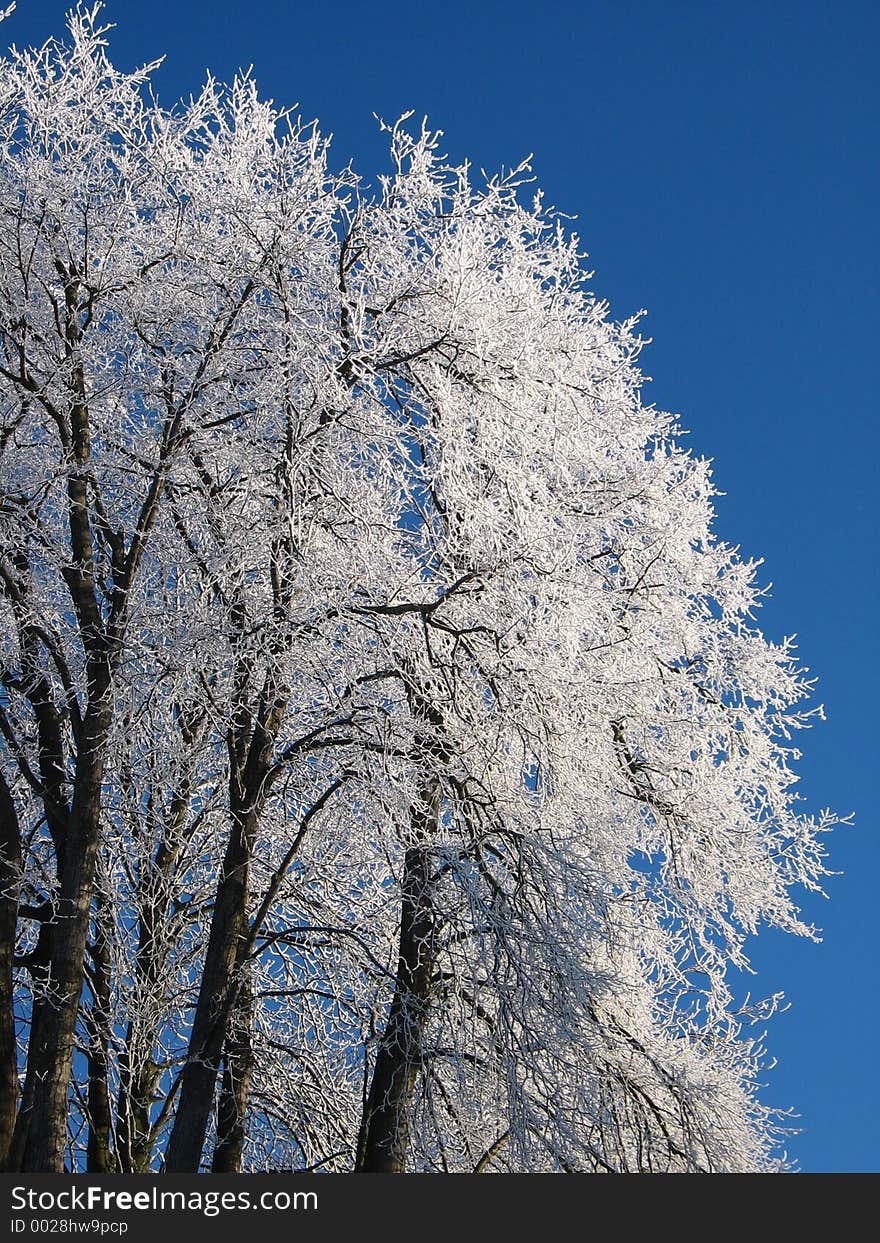 Icy tree on a very cold morning in bavaria,germany. Icy tree on a very cold morning in bavaria,germany