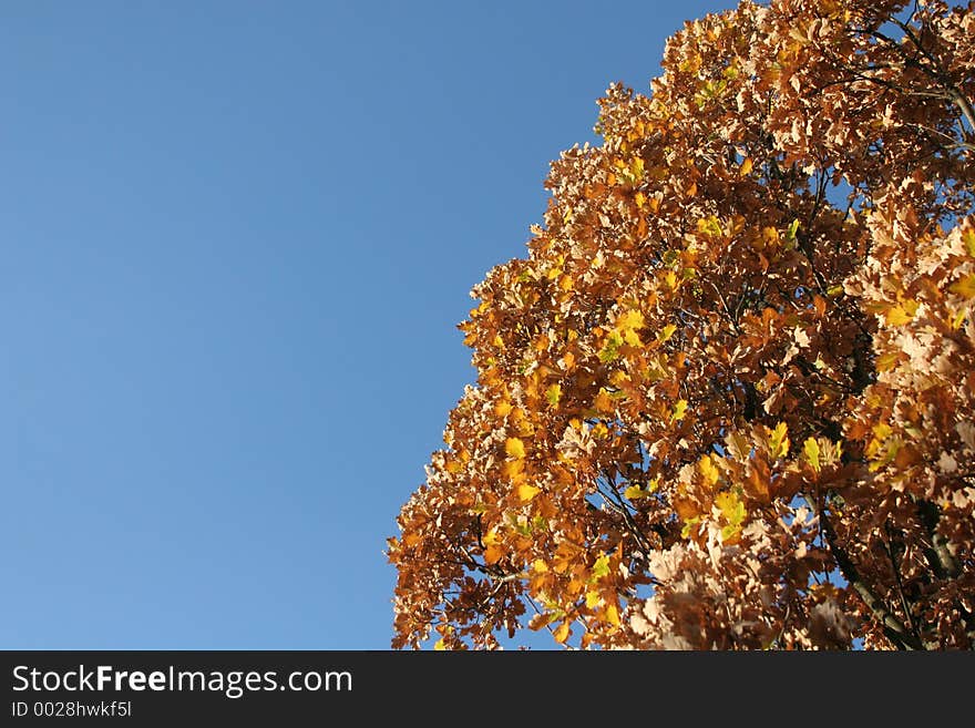 Tree in fall. Tree in fall