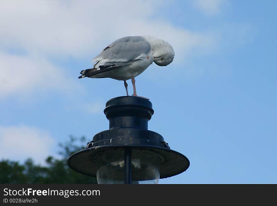 Seagull in Lamp Post