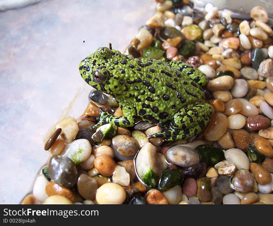 Oriental fire bellied toad