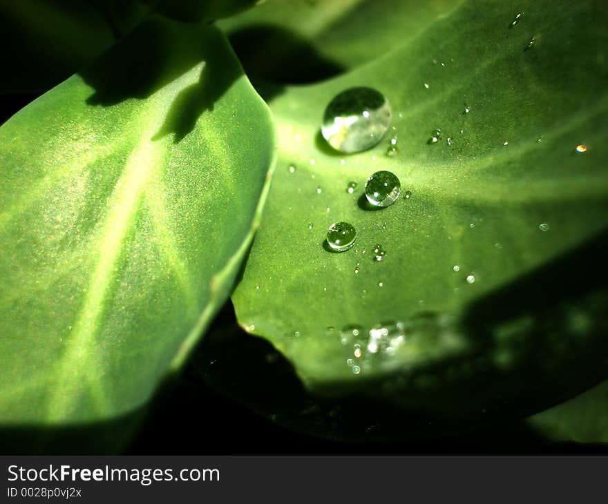 This is a close up of some dew on a leaf.