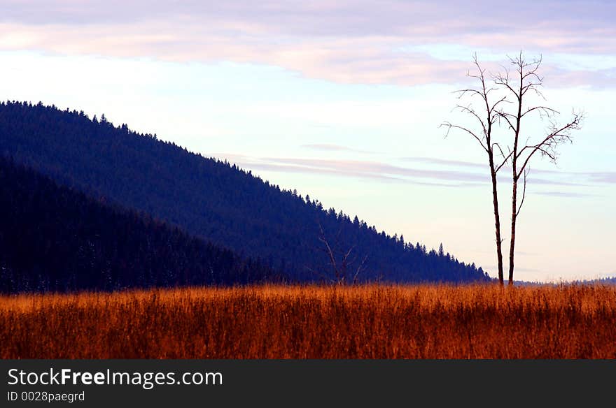 Lone Tree