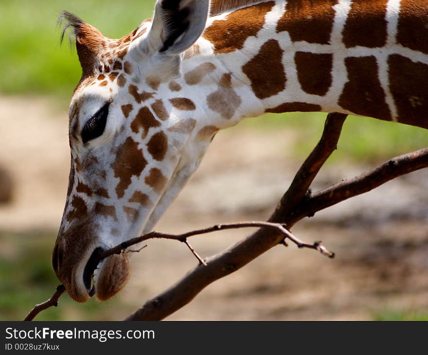 A baby giraffe at the zoo