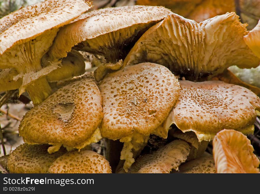 Family of mushrooms found growing in a cool, damp and dark forest floor on a rotting log. Family of mushrooms found growing in a cool, damp and dark forest floor on a rotting log.