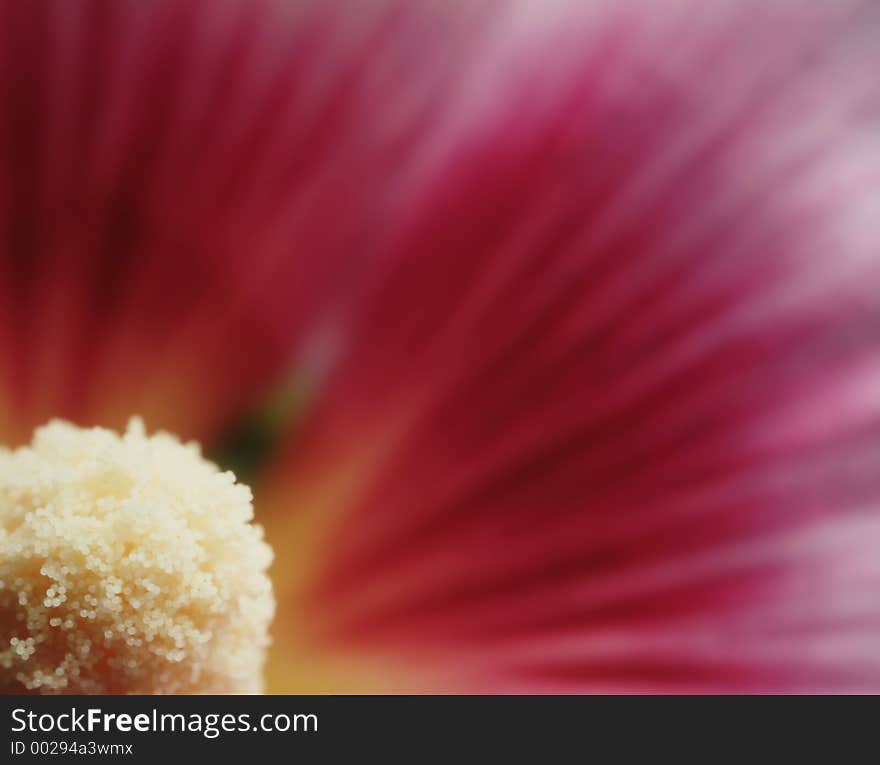 Flower - close up