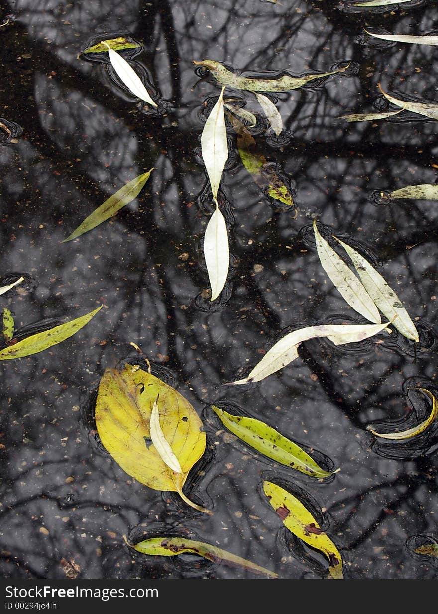 Leaf in pool. Leaf in pool