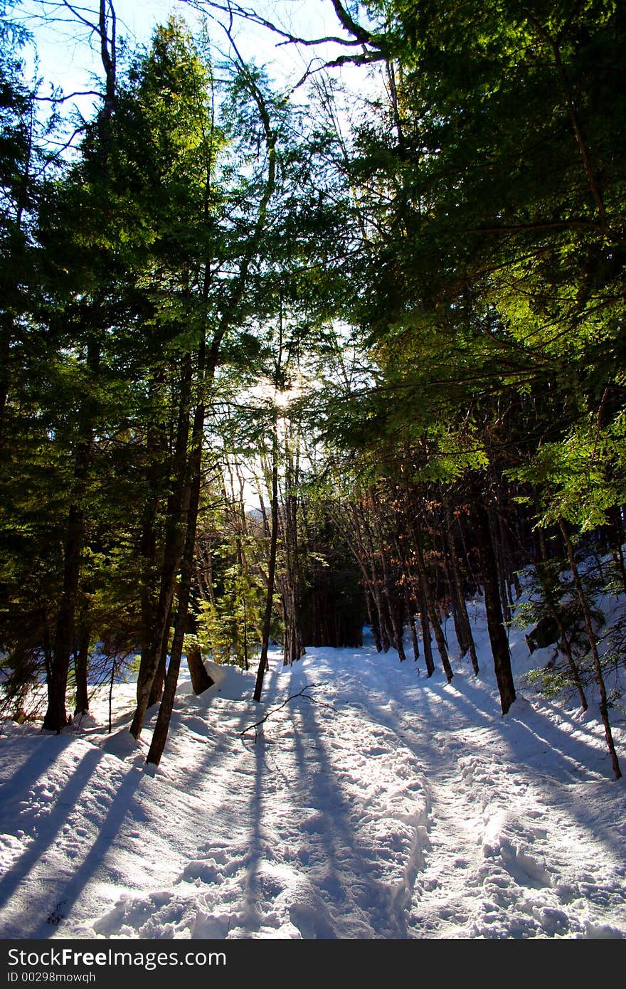 Winter Pines