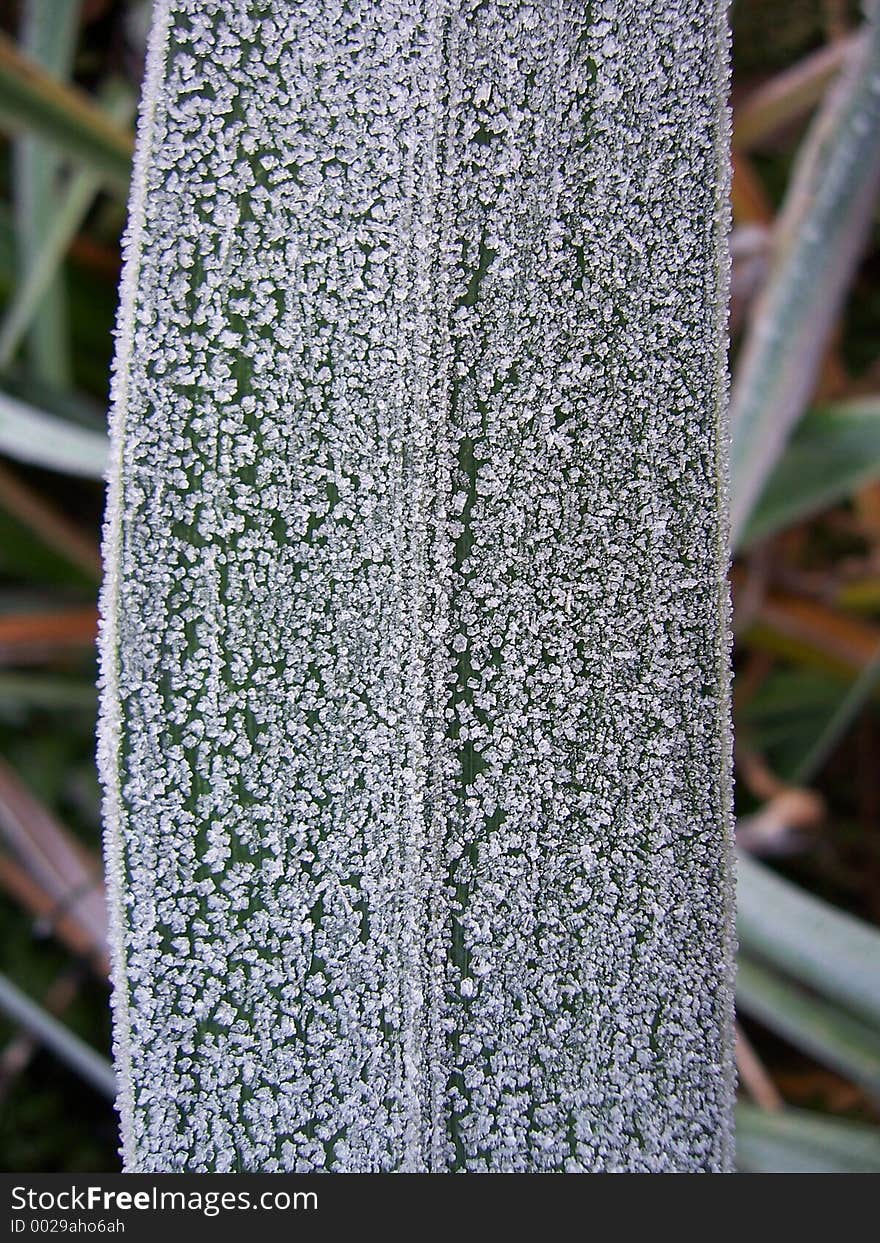 A frosted leaf. A frosted leaf