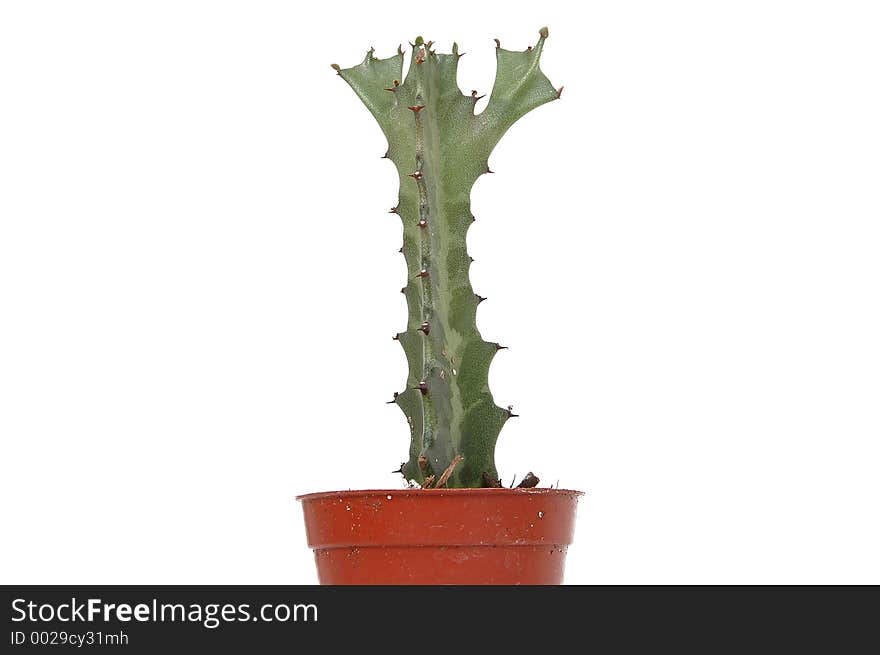 Cactus on pot close-up. Cactus on pot close-up