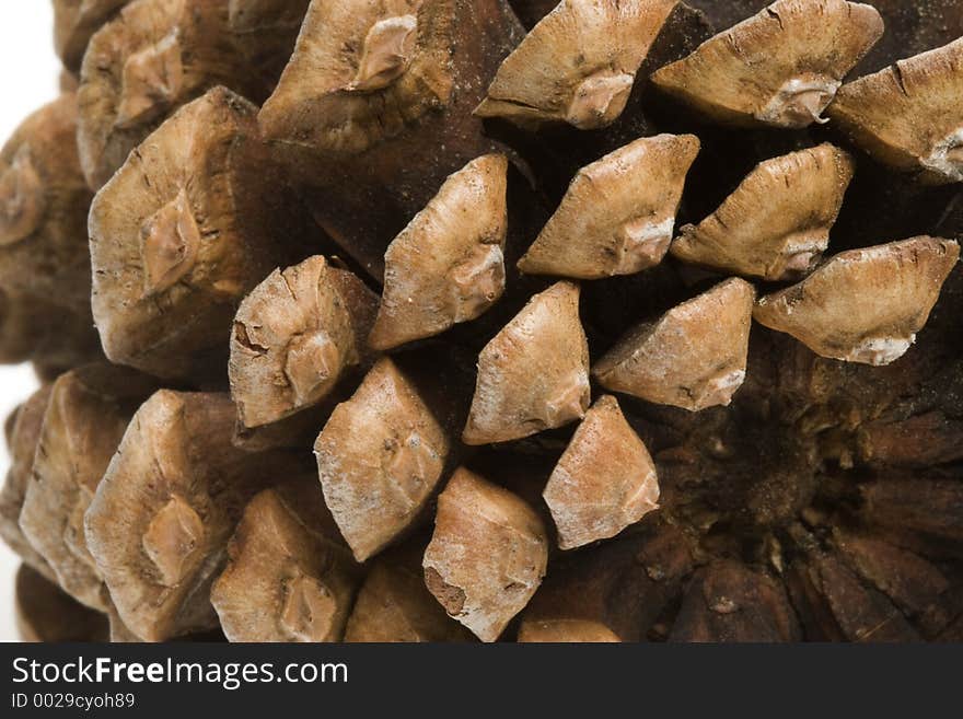 Pinecone Macro