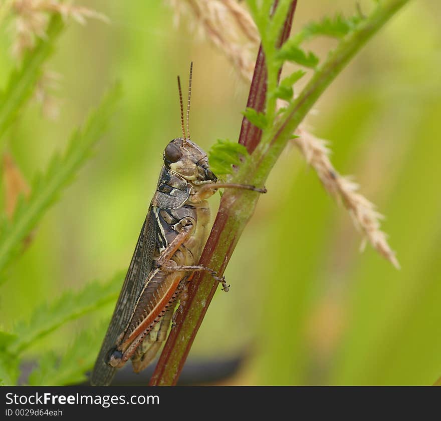 Grasshopper clinging to blade of grass