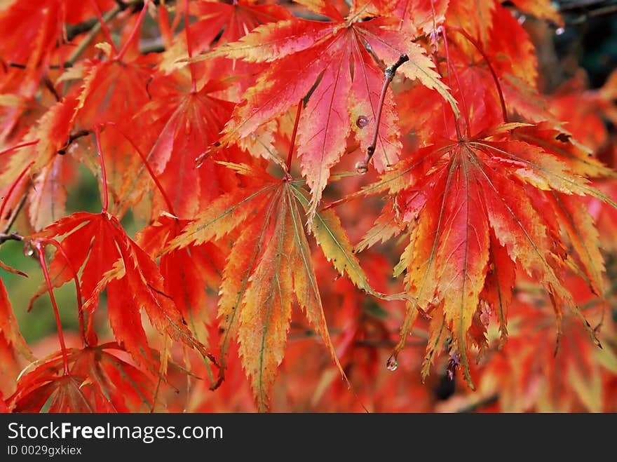 Golden red autumn leaves. Golden red autumn leaves