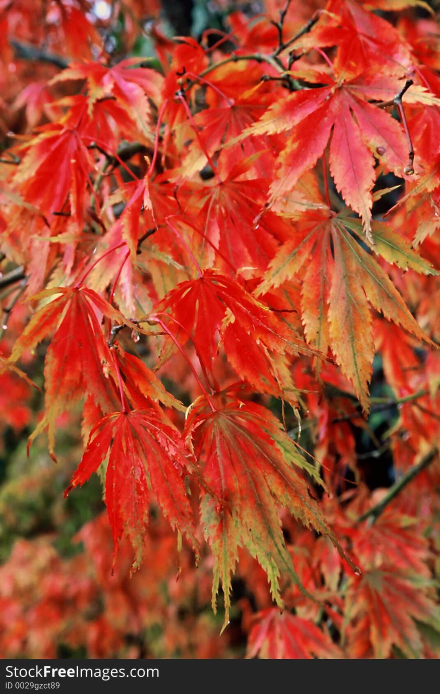 Golden red autumn leaves. Golden red autumn leaves