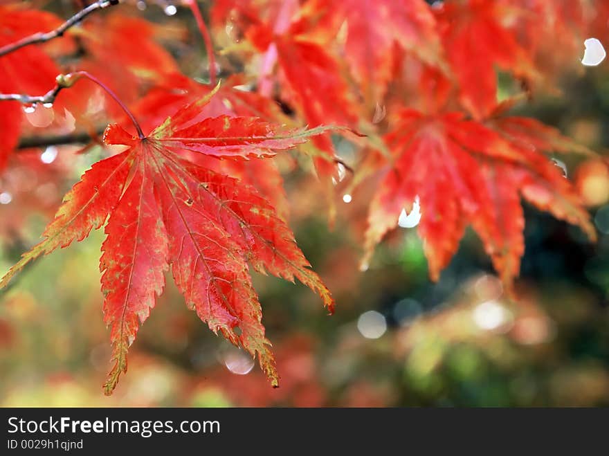 Golden red autumn leaves. Golden red autumn leaves