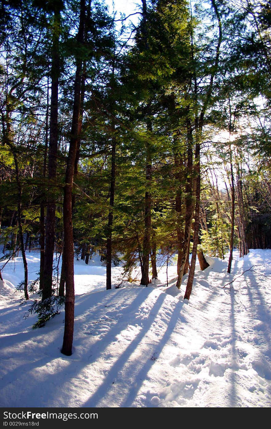 Winter Pines