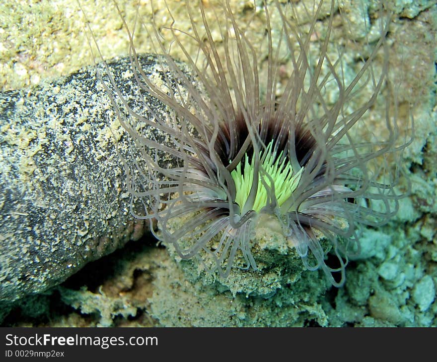 Tube Anemone