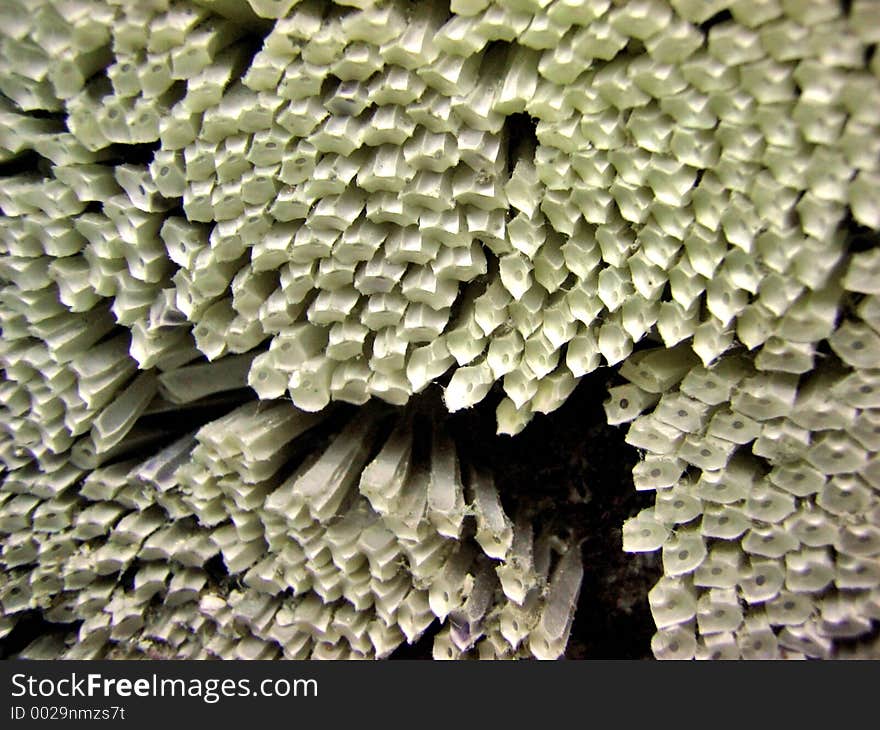 A detail shot of helmut shell's eggs. A detail shot of helmut shell's eggs