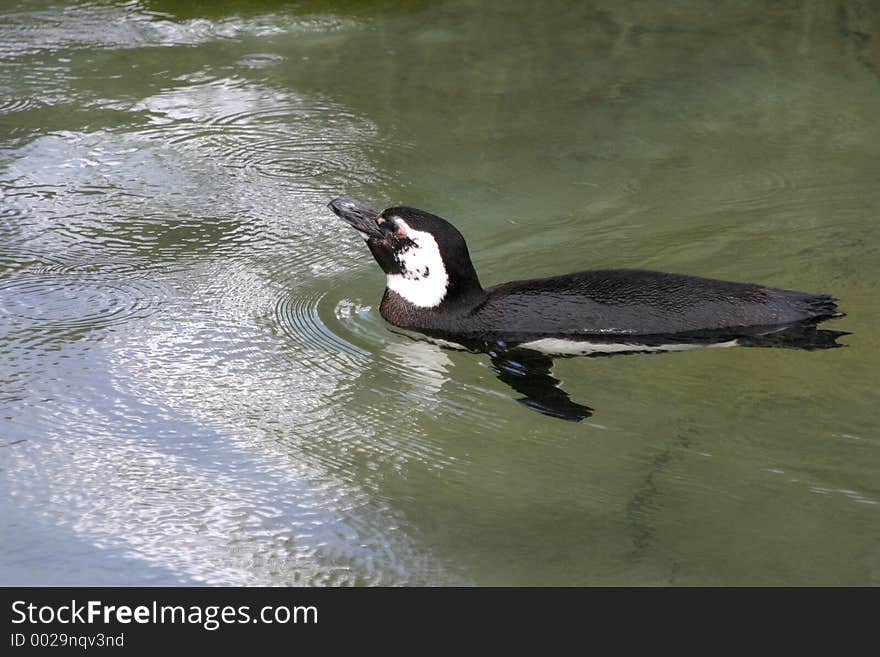 A penguin swims through clear water. A penguin swims through clear water.