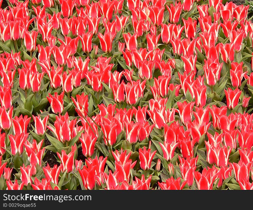 Tulips