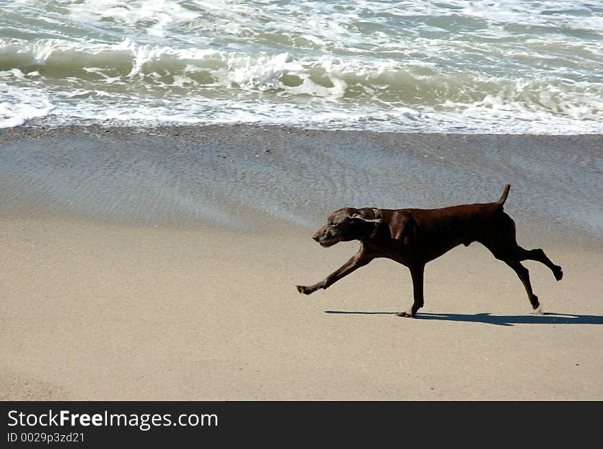 Brown dog running on the beach. Brown dog running on the beach