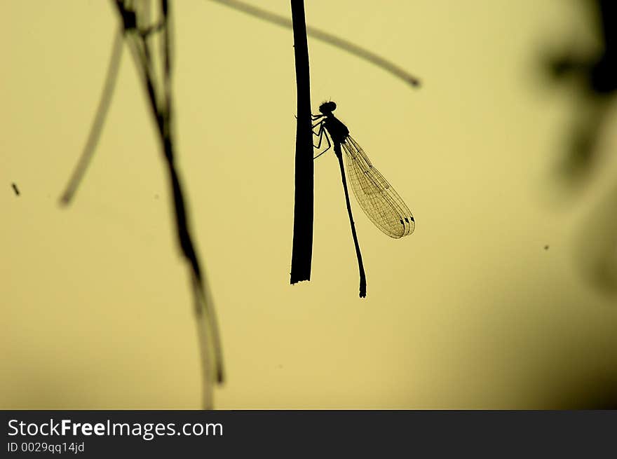 A baby grasshopper sitting on a branch of tree. First I have decided to shoot it as it would looks sharply, clearly but when I imagined that it could be better exposed through silhoute view and lastly I have shot this up like this. A baby grasshopper sitting on a branch of tree. First I have decided to shoot it as it would looks sharply, clearly but when I imagined that it could be better exposed through silhoute view and lastly I have shot this up like this.