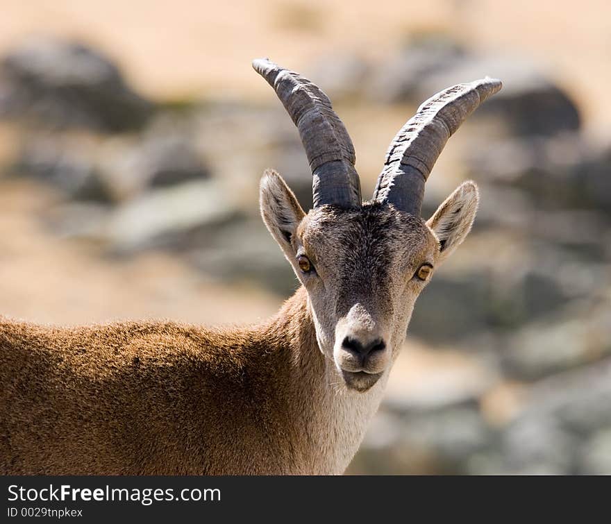 Spanish mountain goat.