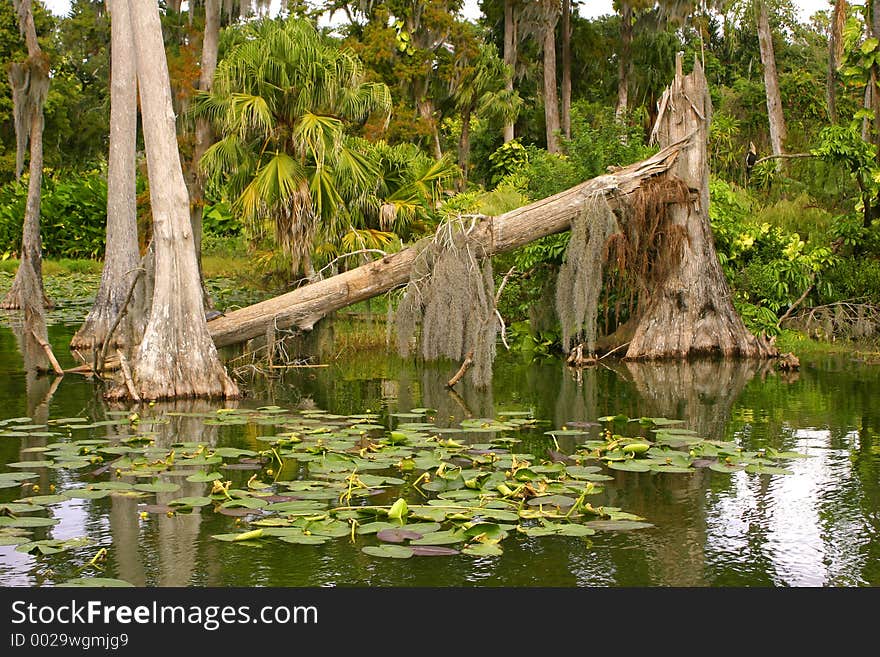 Fallen tree on lake side