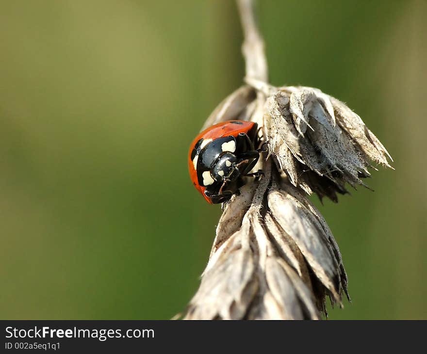 Ladybird, Ladybug, Coccinella Septempunctata