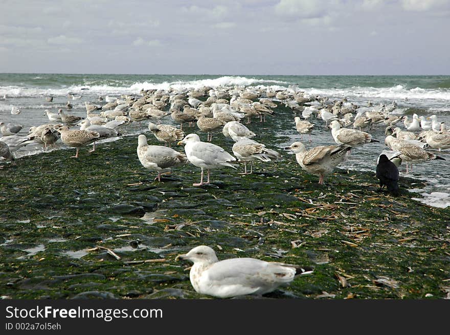 Seagulls