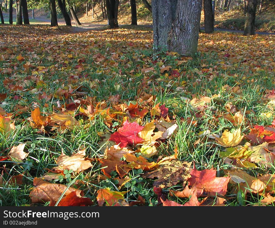 Fallen maple leafs. Fallen maple leafs